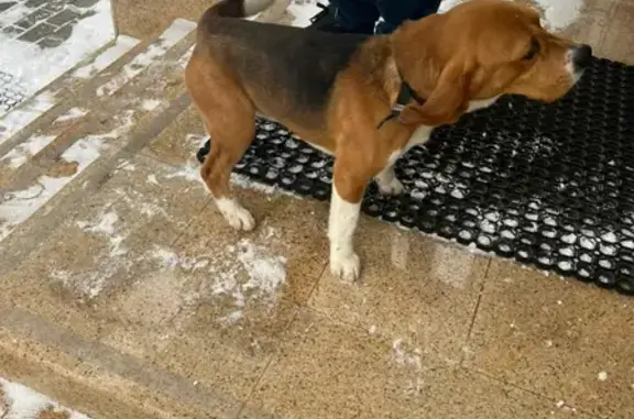 Собака найдена в Воронеже.