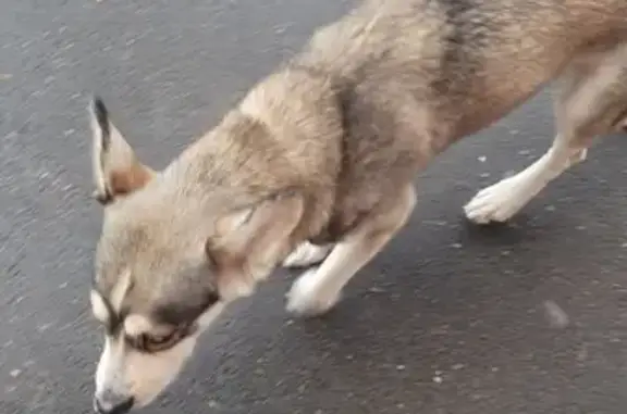 Найдена собака в Кировском районе Ярославля, местоположение неизвестно
