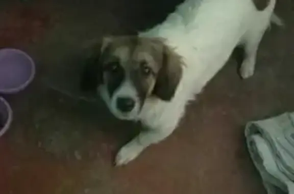 Найдена собака на Романенко 10, нужна помощь