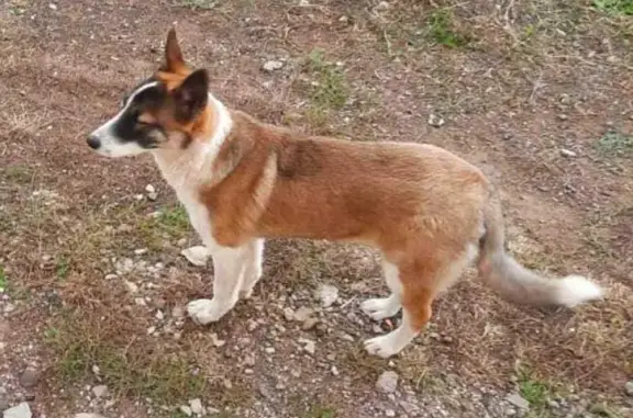 Пропала собака на Мельничной, Бузулук