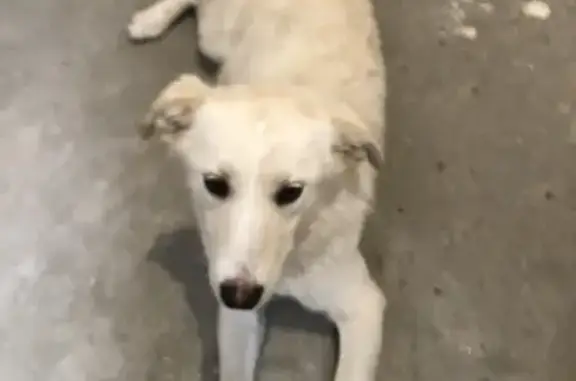 Собака найдена на ул. Парижской Коммуны, 38А в Ставрополе