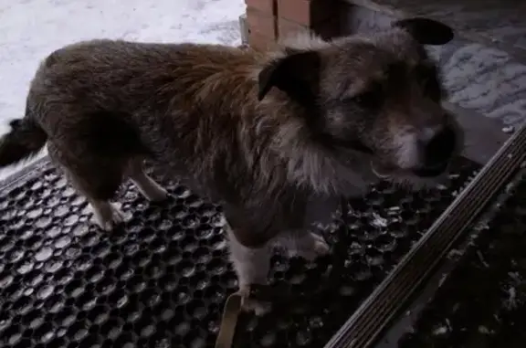 Собака найдена на ул. Сергея Шило, 259, Таганрог