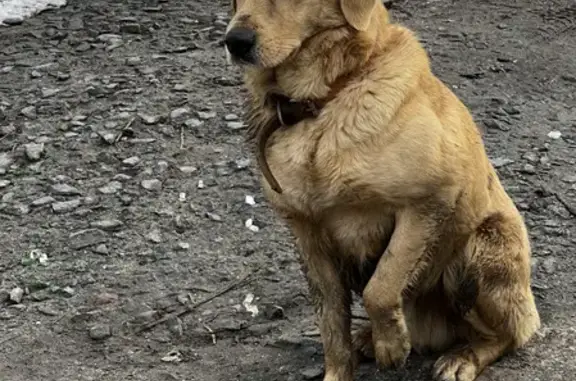 Найдена собака на Извилистой, 21 в Ростове