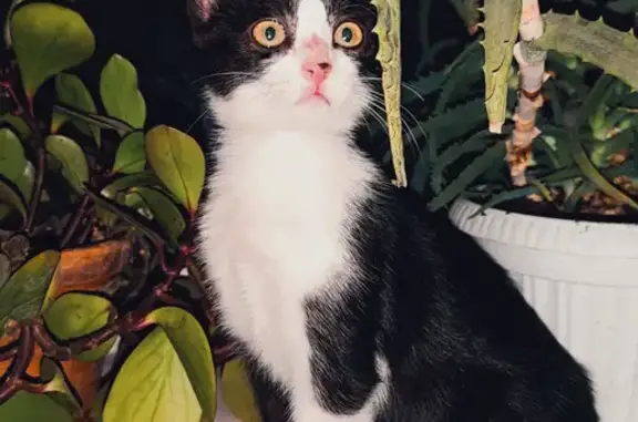 Найдена здоровая кошка Малышка на ул. Андрея Дементьева, 19
