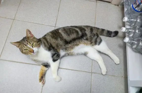 Найден кот на улице Щаденко 15, Каменск-Шахтинский