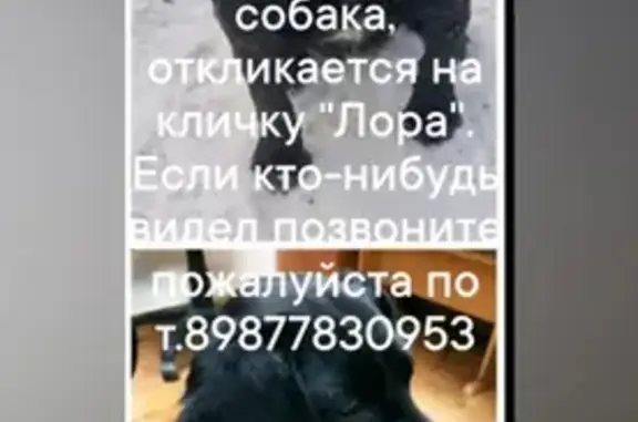 Пропала собака на проспекте Братьев Коростелёвых, 161, Оренбург