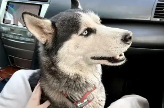 Собака найдена на улице Татищева 23 в Астрахани