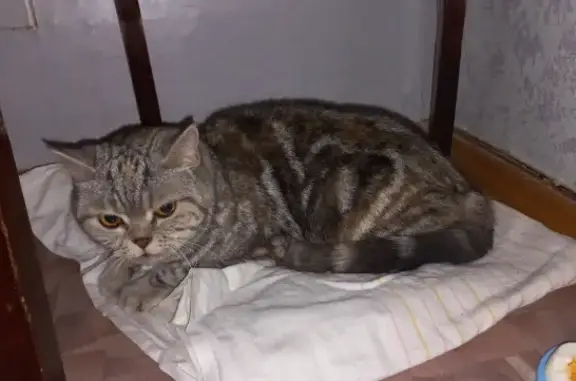 Найдена кошка на ул. Быстрова 64 в Волгограде