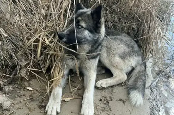 Пропала собака Хаски в Белгородской области