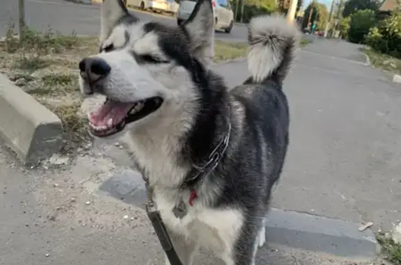 Пропала собака Хаски на ул. Фокина, Брянск