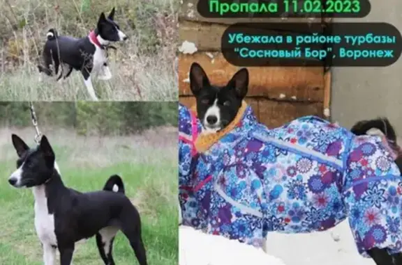 Пропала собака на Усманке, Воронежская область