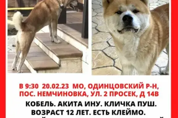 Пропала собака ПУШ на 2-м просеке, Немчиновка