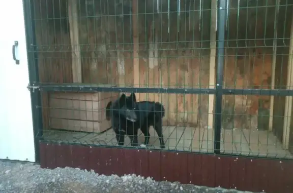Пропала собака в Усть-Катаве: Чёрная лайка