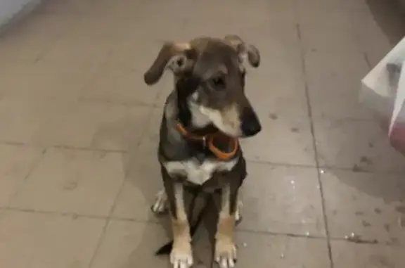 Найдена собака Мальчик на ул. Наркома Малышева, Челябинск