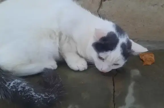 Найдена кошка в шоке на Броневой, Воронеж
