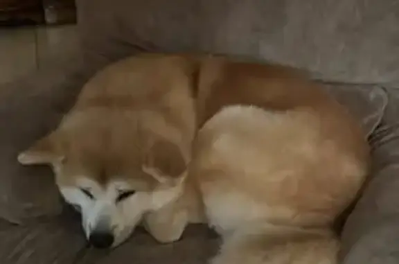 Собаки потеряшки, Калининград, фото: Потеряшка собака 