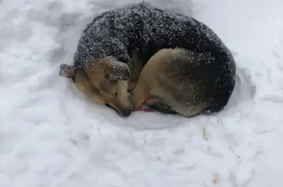 Собака найдена на ул. Чкалова, Оренбург