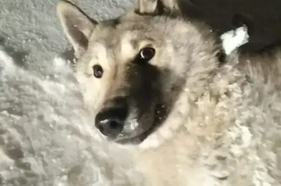 Собаки потеряшки, , фото: Потеряшка собака по адресу Полевая ул., 5Б