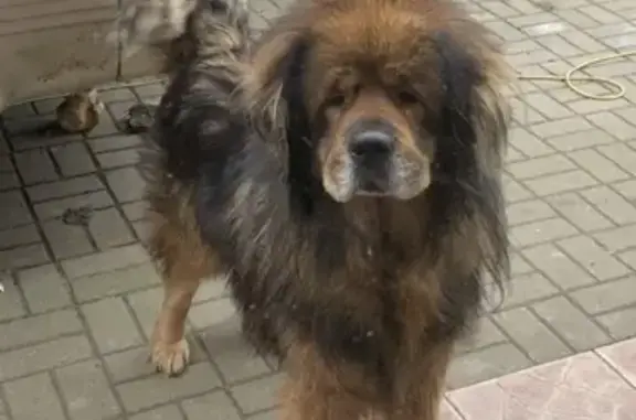 Собаки потеряшки, Калининград, фото: Потеряшка пёс Густав в Малом Исаково, нужна помощь!