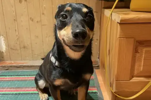 Найдена собака, Ростов-на-Дону, фото: Собака найдена на Крепостном переулке, 139 в Ростове-на-Дону