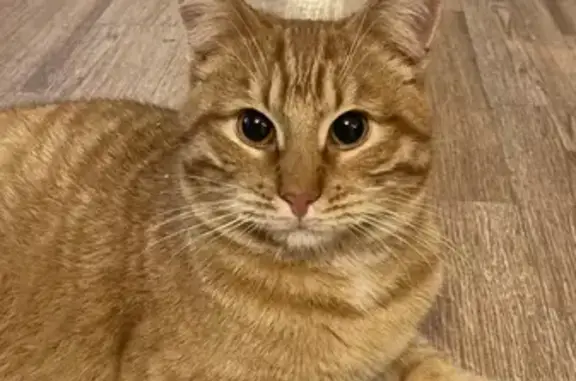Найдена кошка на улице Чехова, 67