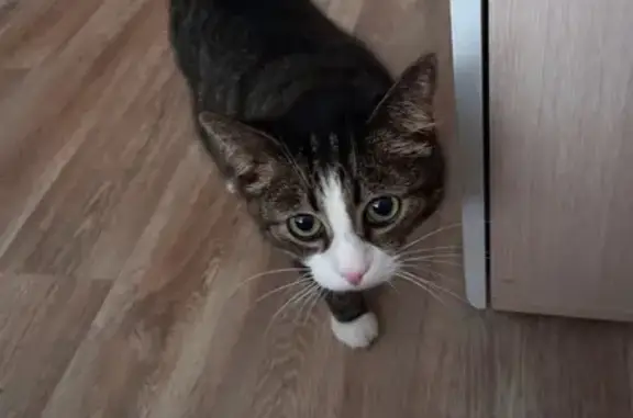 Кошки потеряшки, , фото: Потеряшка кошка на улице Советской Конституции, 16, Кировск