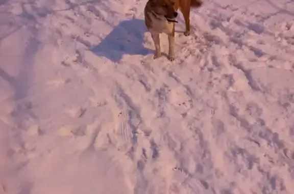 Найдена рыжая собака на ул. Железнякова, Белгород