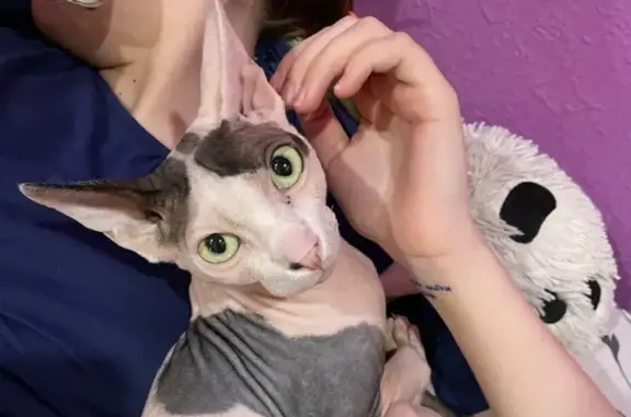 Кошки потеряшки, Иркутск, фото: Потеряшка кошка Гром на Байкальской, Иркутск