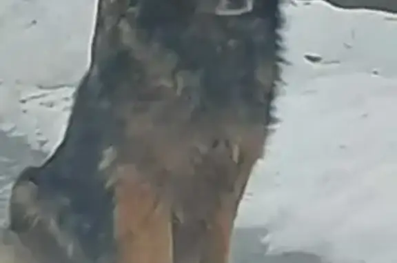 Потерянные животные Санкт-Петербург, фото: Пропала собака Барселона в Белоострове, СПб