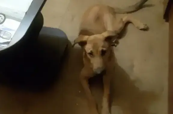 Пропала собака Рэкс в Нижнем Тагиле