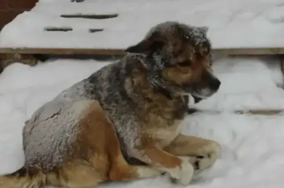 Найдена собака на Шоссейной, Казань