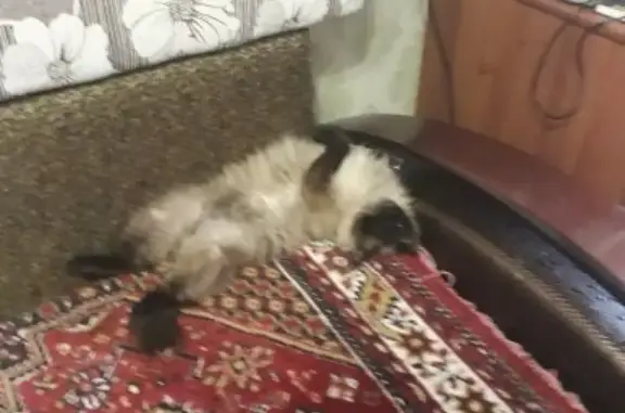 Пропала кошка на Пролетарской, 18 в Елабуге