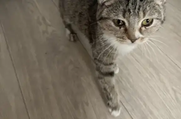 Найдена домашняя кошка на ул. Свободы, 33 в Кемерово