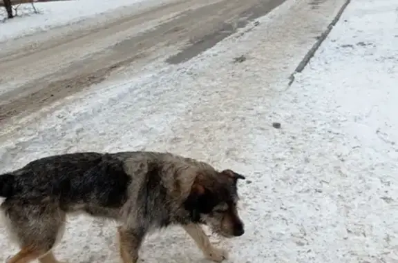 Пропала собака в Киндяковке, помогите найти! 🆘
