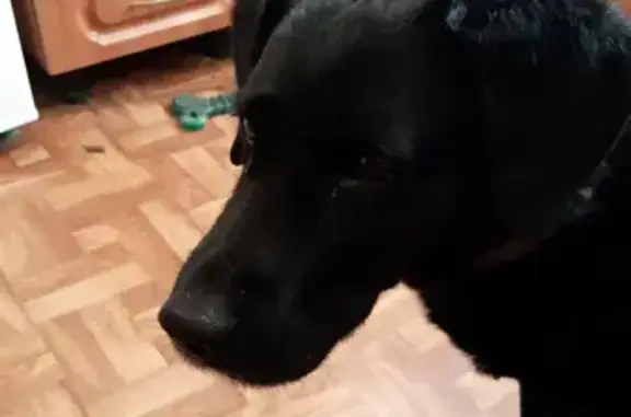 Собака Мальчик найдена на улице Гуляева, Архангельск
