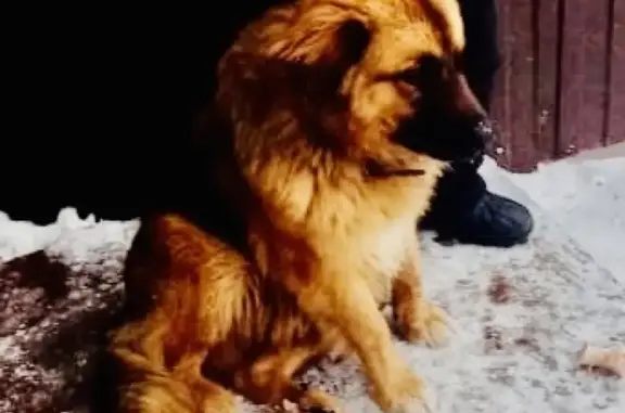 Собака найдена в Твери, район Стеклопластика