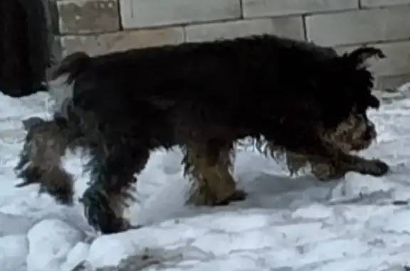 Пропала собака в районе Кузнецкого моста, Псков