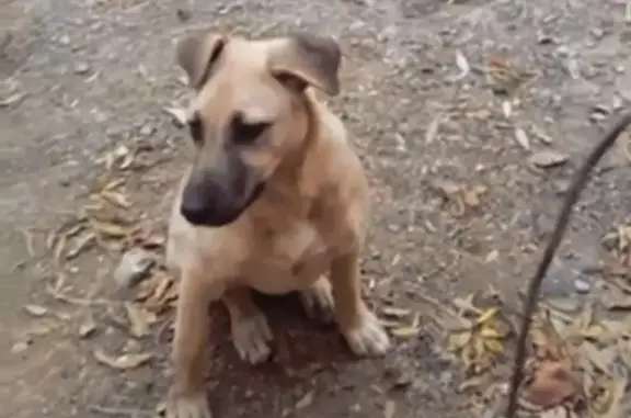 Пропала собака в Крыму.