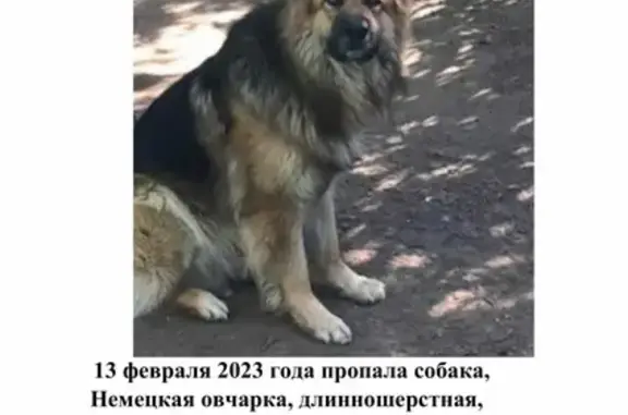 Пропала собака Немецкая овчарка в Лыщиково