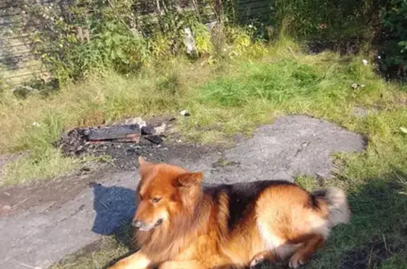 Пропала собака на улице Полярные Зори, Мурманск