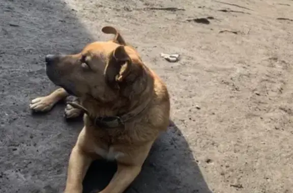 Пропала собака на Полевой улице в Королёве