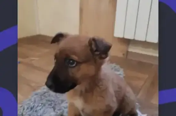 Найден щенок на Сормовской улице в Краснодаре