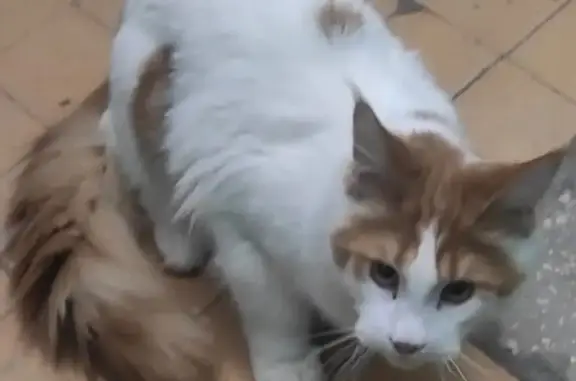 Кошки потеряшки, Новосибирск, фото: Потеряшка кошка Мэй-кун на Народной ул. 27, Новосибирск