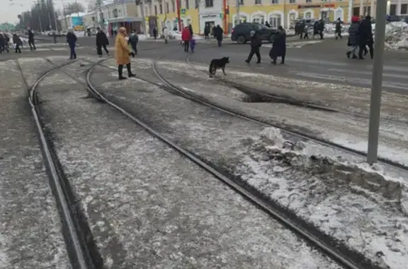 Собака без ошейника на пр. Ленина, Кемерово