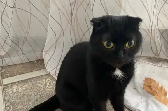 Найдена домашняя кошка на Кореновской улице, Краснодар