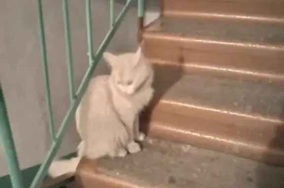 Найдена кошка на улице Грдины 28 в Новокузнецке