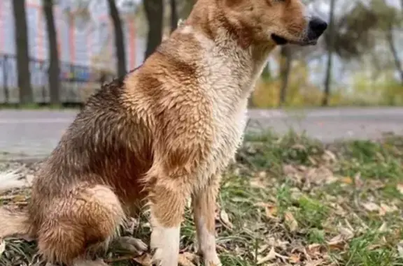 Пропала собака в Казани: Лайка и Маша, 21.10.22, ЖК Весна, рыжая с пятнышком.