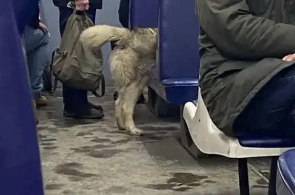 Собака найдена на Золоторожском переулке, 13 в Москве