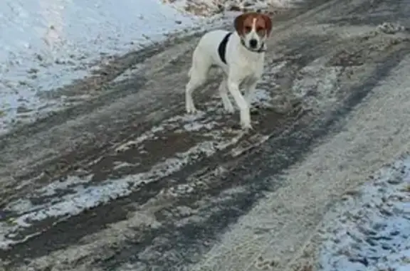 Собака найдена в Игумново Можайского района Московской области (46Н-05601)