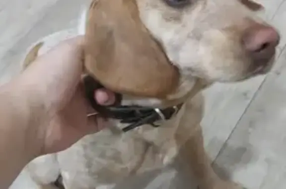 Найдена собака на Текстильной улице